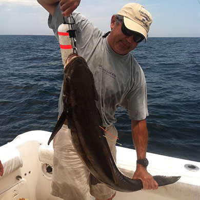 To improve researchers understanding of this important species, scientists have implanted acoustic transmitters in cobia along the coasts of Florida, Georgia and South Carolina. Theyre asking anglers to help by releasing and reporting any double-tagged cobia they encounter.
