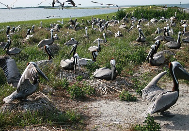 Brown pelicans once nested in large numbers on the SCDNRs Crab Bank Seabird Sanctuary. A plan to renourish the island using sand from the Charleston Harbor deepening project would provide pelicans and other coastal birds with new nesting habitat there. [SCDNR photo by Felicia Sanders]
