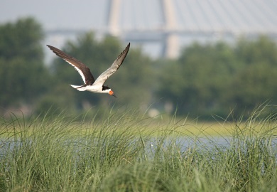 A black skimmer flies over the SCDNRs Crab Bank Seabird Sanctuary in Charleston Harbor in this 2007 photo. Crab Bank has eroded severely during the intervening decade. A plan to renourish the island using sand from the planned harbor deepening project would provide skimmers and other coastal birds with new nesting habitat there. [SCDNR photo by Felicia Sanders]