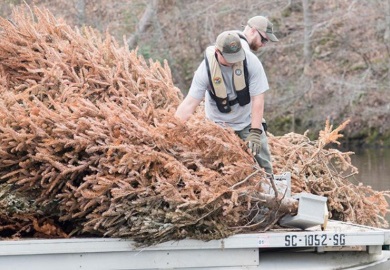 Discarded Christmas trees are used as fish attractors at South Carolina reservoirs.