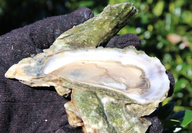 The heat of summer elevates bacterial levels in South Carolina waterways and, by extension, filter feeders such as oysters and clams. (Photo: Erin Weeks/SCDNR)
