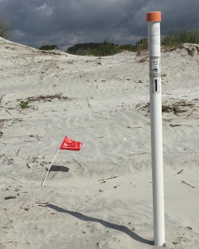 Un marcador señala la ubicación del primer nido de tortuga de 2019 en Kiawah Island – y en el estado de Carolina del Sur.