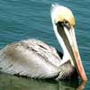 Pelican