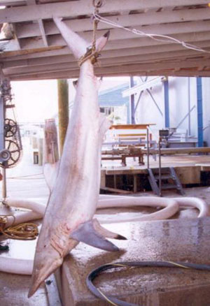 Photograph of Record Spinner Shark
