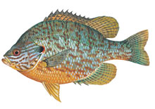 Pumpkinseed - Click to enlarge photo