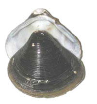 Asian clam - Click to enlarge photo
