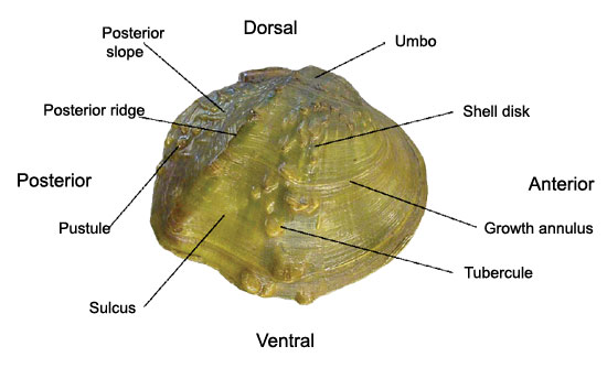 Mussel Anatomy