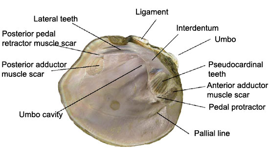 Mussel anatomy
