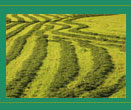 Hay Field