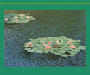 Picture of Pond Lilies
