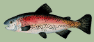Rainbow Trout