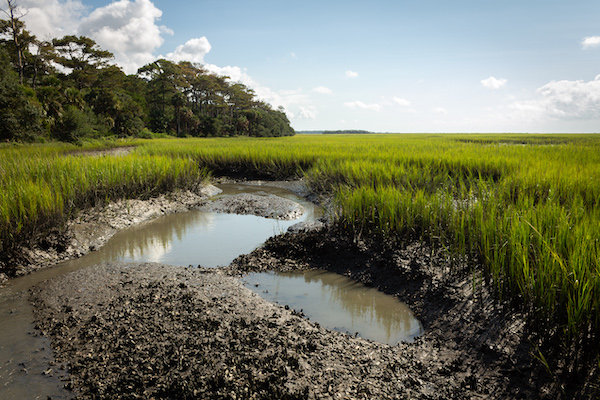 A salt marsh at low tide