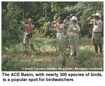 birdwatchers