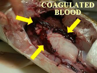 Dissected Fish with Coagulated Blood in Body Cavity