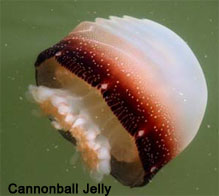 Cannonball Jelly fish