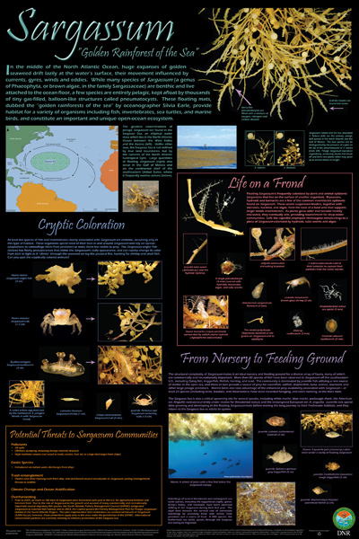thumbnail of Sargassum Poster