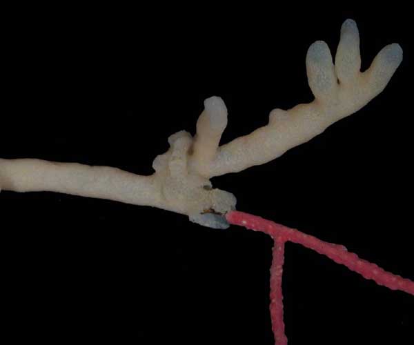 rubbery bryozoan Alcyonidium hauffi growing on sea whip Leptogorgia virgulata,  from Cummings Point, Morris Island, South Carolina