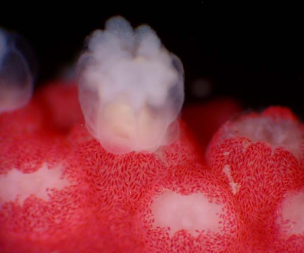Close up of Leptogorgia (sea whip) polyp with visible spicules in coenchyme