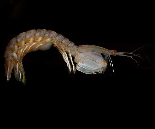 Stomatopod (mantis shrimp) from Charleston Harbor, SC