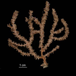 Bebryce grandis preserved specimen