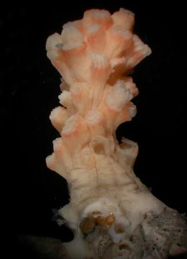 Bellonella rubistella, preserved specimen (S2363, colony height = 17mm)