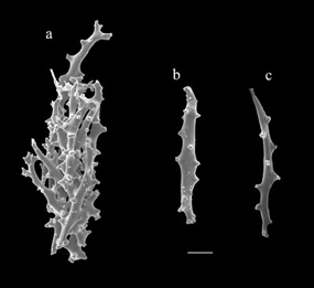 Carijoa riisei coenchymal sclerites (USNM 72448): a) fused rods; b,c) rods.