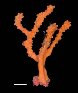 Diodogorgia nodulifera, preserved specimen (S2698)