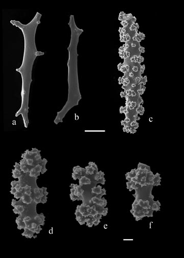 Sclerites of Diodogorgia nodulifera (S2698). a,b) rods of medulla; c) spindle of cortex; d-f) radiates of cortex.