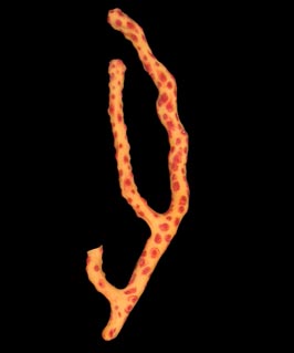 Diodogorgia nodulifera, preserved specimen (branch of USNM 49705)