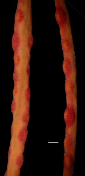 Leptogorgia euryale, preserved specimen