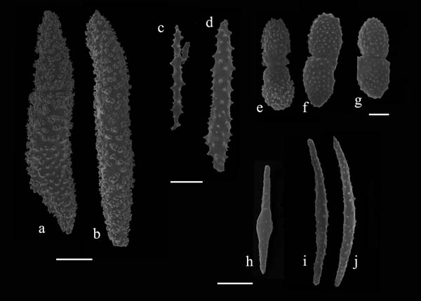 Nidalia occidentalis (S1384) sclerites. a, b) large spindles from capitulum; c, d) small spindles from capitulum; e-f) small platelets from calyx and anthocodia; h-j) needles from polyp