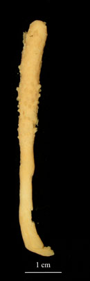 Sclerobelemnon theseus, preserved specimen (S2312), whole colony