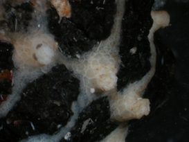 Scleranthelia rugosa var. rugosa, preserved specimen (USNM 94530), encrusting a rock. 