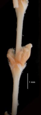 Stylatula elegans, preserved specimen USNM 10068