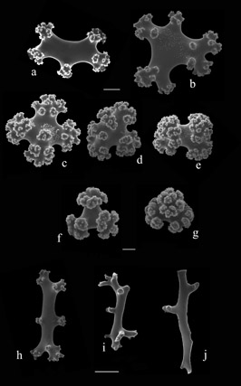 Titanideum frauenfeldii sclerites (S2658); a-e) radiate bodies from cortex; f, g) small radiate bodies from cortex; h-j) branching rods from medulla