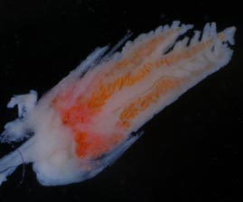 Close up of Telesto sanguinea polyp, showing orientation of polyp sclerites.