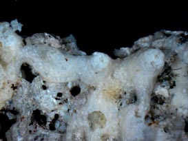 Scleranthelia rugosa var. musiva, preserved specimen (USNM 55450), encrusting shell hash. 