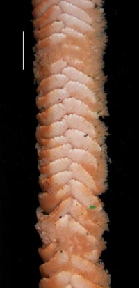 Virgularia presbytes, preserved specimen (S2125), showing  polyp leaves with autozooids 