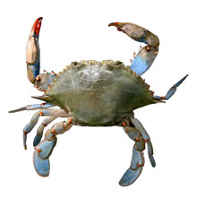 Blue Crab - Click to enlarge photo