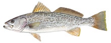 Weakfish - Click to enlarge photo