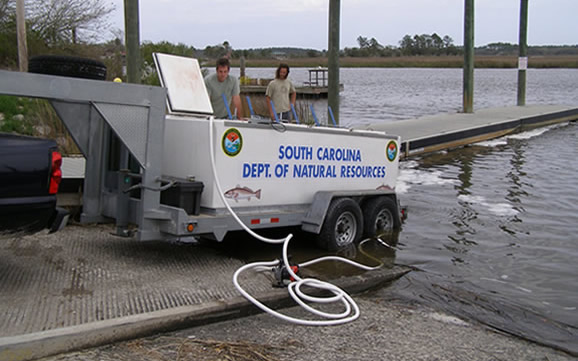 Upon arrival at a release site, fish are acclimated to the local temperature and salinity water conditions by exchanging water at the boat ramp