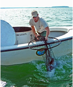Angler catching cobia