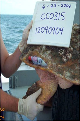 Acoustic Device on Sea Turtle
