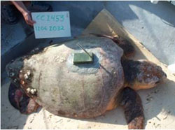 Satellite tag on Sea Turtle