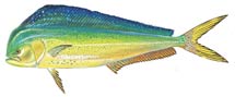 Dolphin (Mahi Mahi)