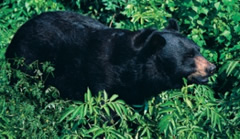 Photograph of a Black Bear