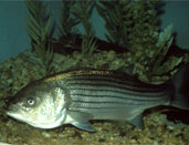Photograph of a Striped Bass - U.S. Fish and Wildlife Service