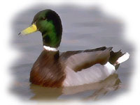 Mallard Duck