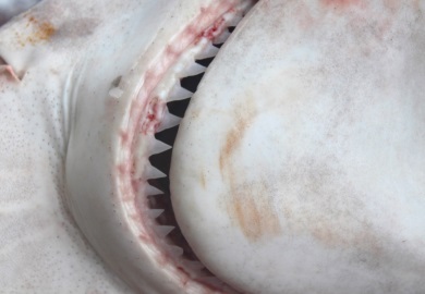 Tiburón aleta de cartón etiquetado en un estudio del SCDNR (Foto por Erin Weeks) 
