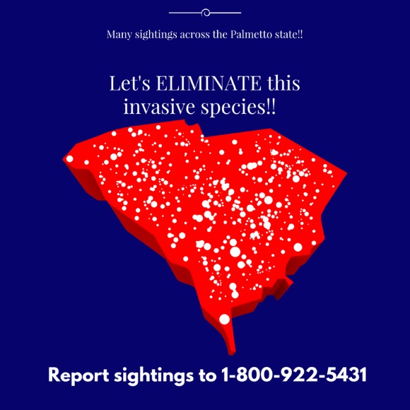 Many sightings across the Palmetto state, let's eliminate this invasive species! Report Sightings to 1-800-922-5431